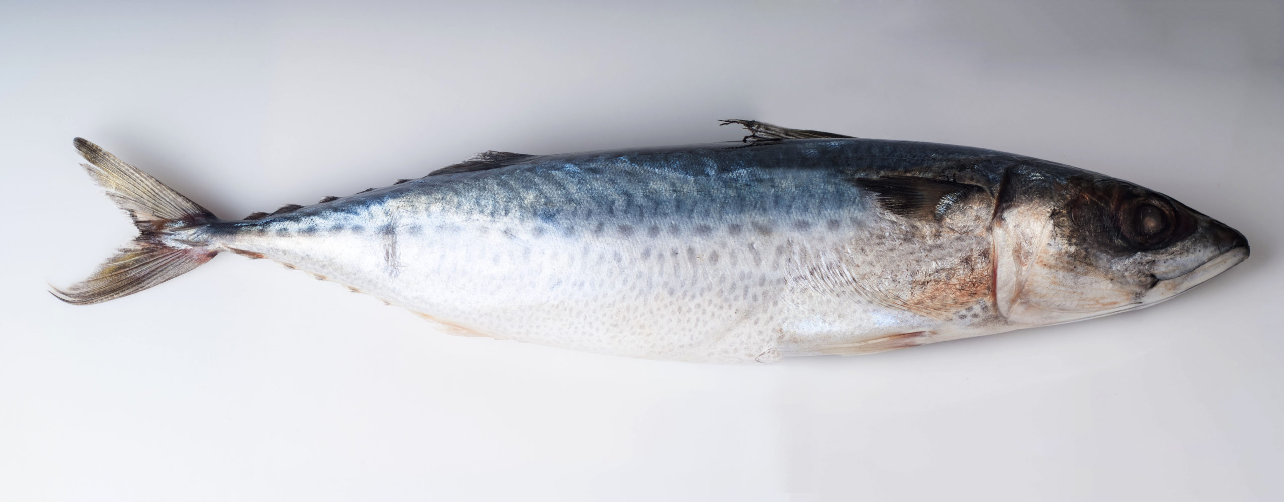 Mackerel Is Money in a Prison Economy NPR Story on Charlie Shrem